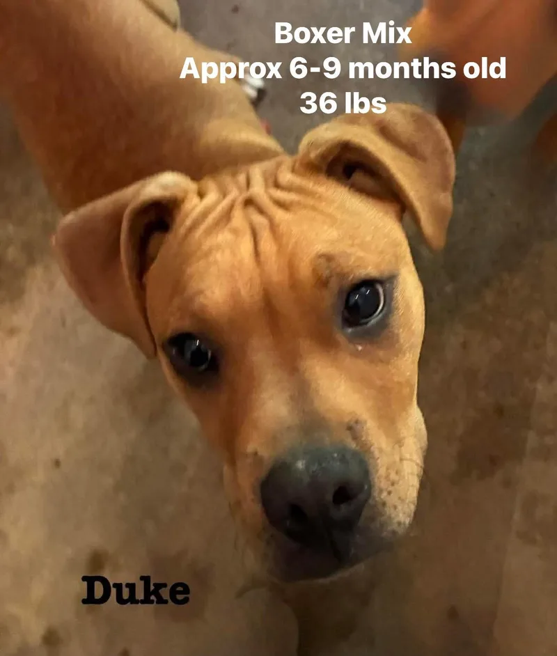 Duke