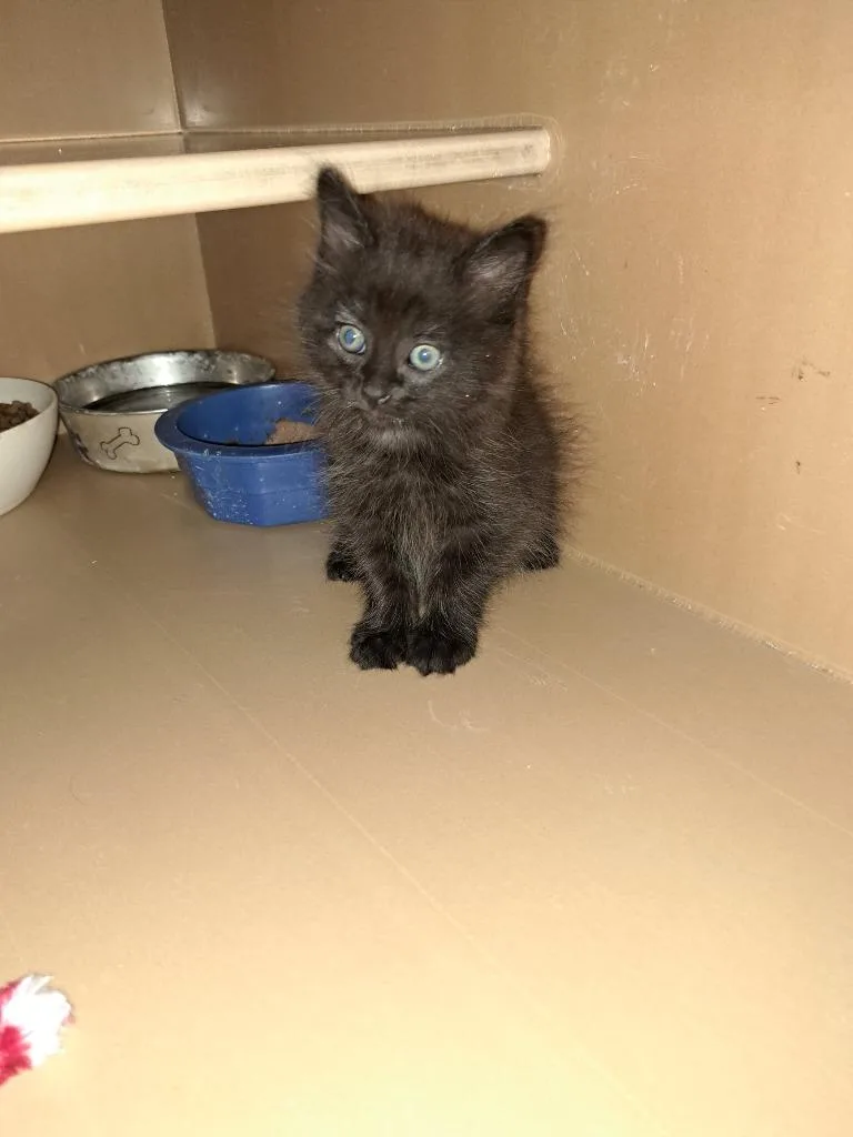 A baby medium-sized male Domestic Long Hair cat named Walker for adoption in Fayetteville, TN