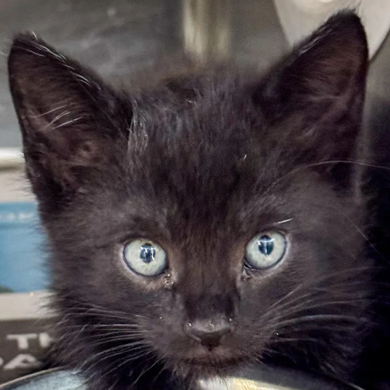 A baby small-sized male Black Domestic Short Hair cat named Flounder for adoption in Kennebunk, ME