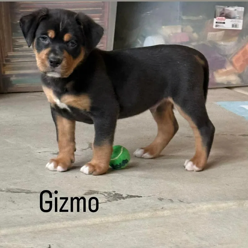 Gizmo thumbnail 2