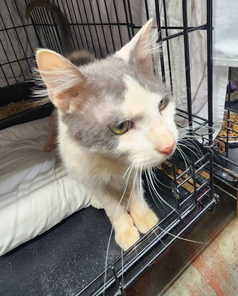 An adult medium-sized male Domestic Short Hair cat named Buddy for adoption in Crossville, TN