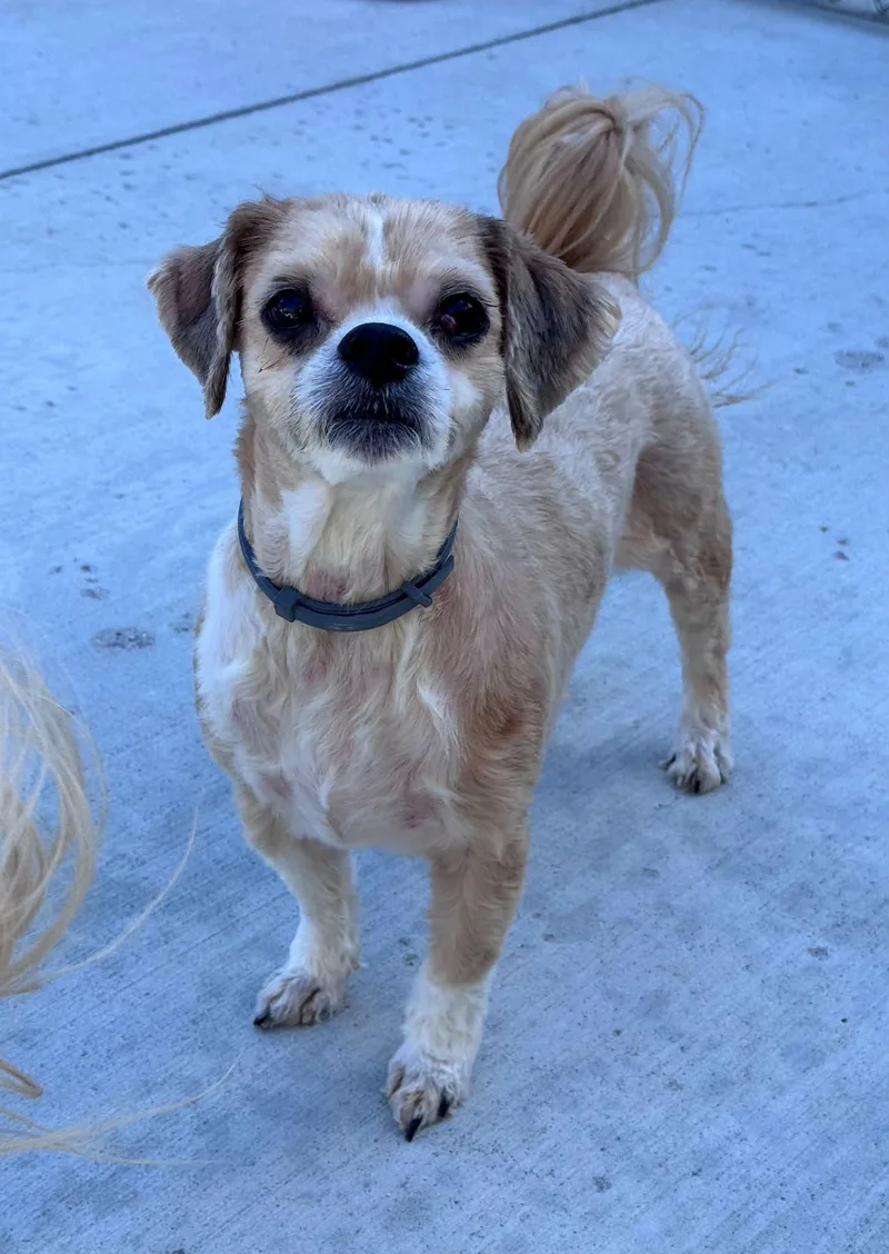 An adult small-sized male Brown / Chocolate Shih Tzu dog named Bear for adoption in Hackensack, MN