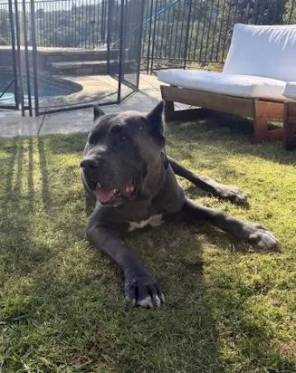 Mr Mastiff