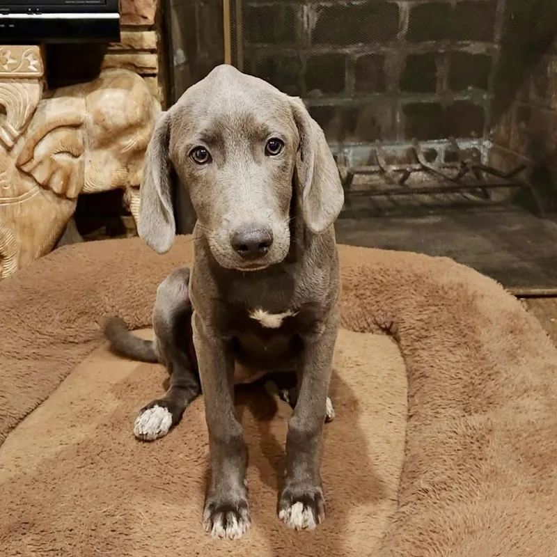 A baby medium-sized female Weimaraner dog named Catalina for adoption in Monroe , NC