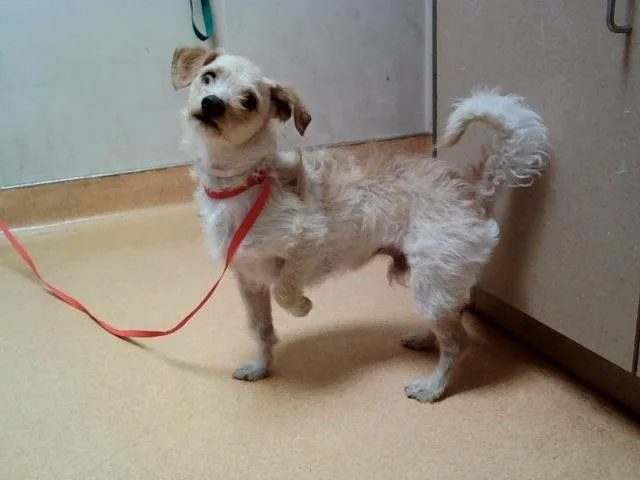 An adult small-sized male Terrier dog named A for adoption in Martinez, CA