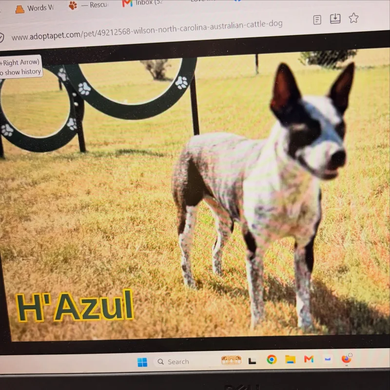 An adult medium-sized female Tricolor (Brown, Black, & White) Australian Cattle Dog / Blue Heeler dog named H'Azul for adoption in Raleigh, NC
