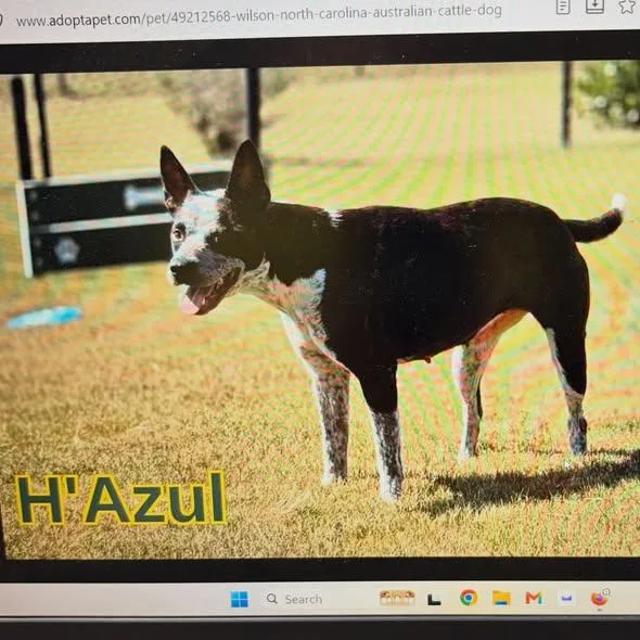 H'Azul thumbnail 2