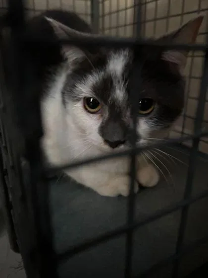A young small-sized male Domestic Short Hair cat named Smug for adoption in Knoxville, TN