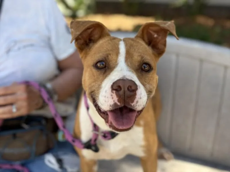 An adult small-sized female Pit Bull Terrier dog named Daisy for adoption in San Pedro, CA