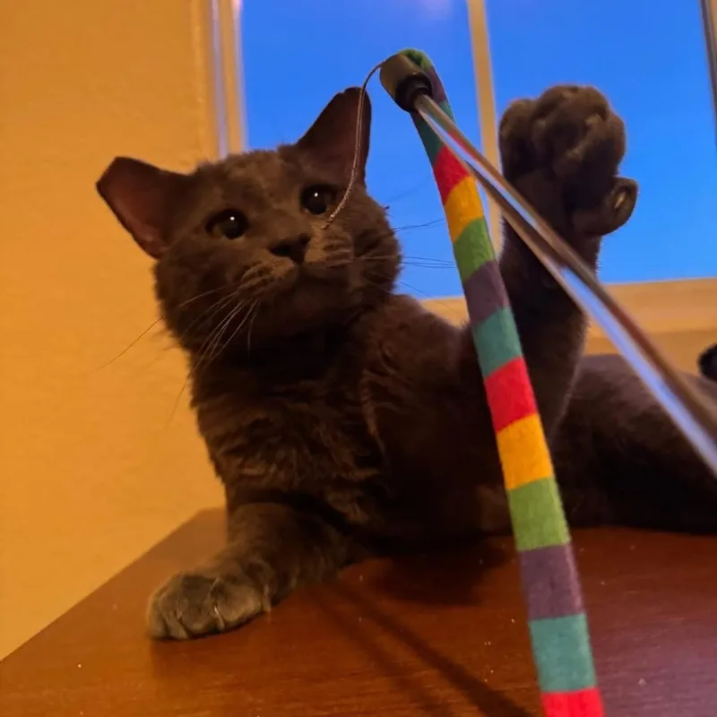 An adult small-sized male Gray / Blue / Silver Domestic Short Hair cat named Sir Pigeon for adoption in Las Vegas, NV