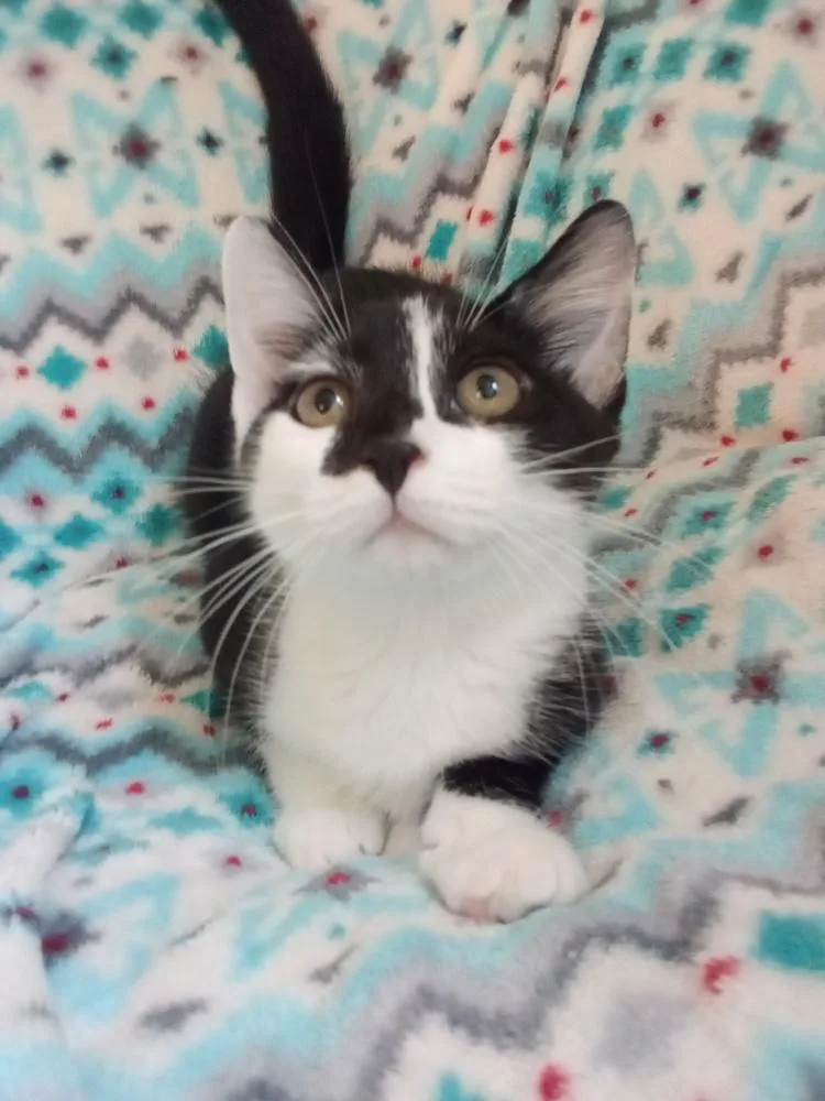 A baby small-sized female Domestic Short Hair cat named Trash Panda for adoption in Warren, CT