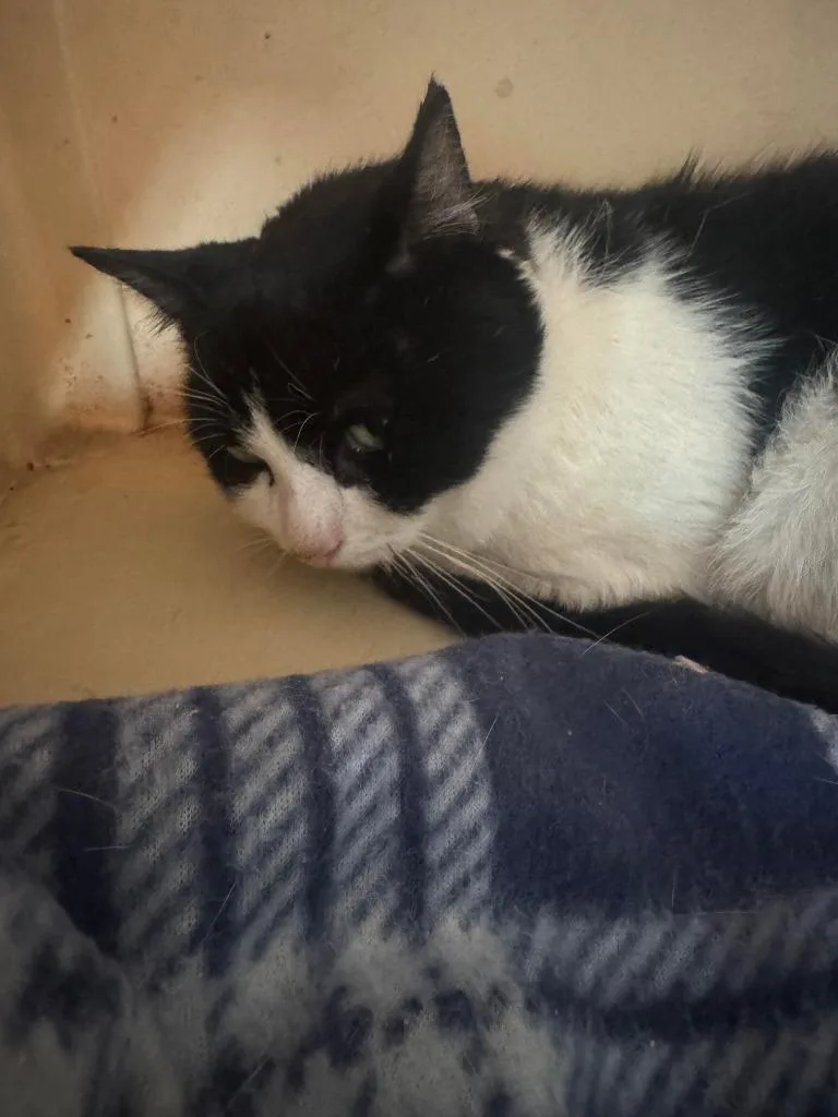 A young large-sized male Domestic Short Hair cat named Marble for adoption in Sidney, NY