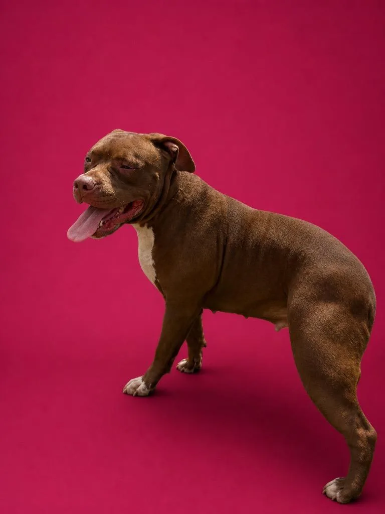 A young medium-sized female Pit Bull Terrier dog named Twisty for adoption in Wauchula, FL