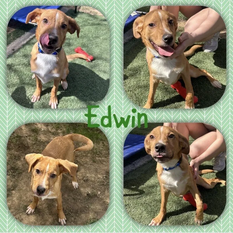 A baby small-sized male Yellow / Tan / Blond / Fawn Terrier dog named Edwin for adoption in Fort Smith, AR