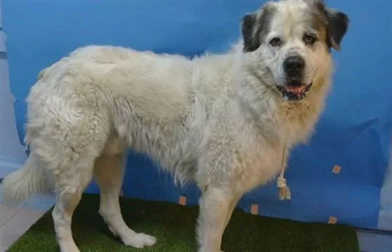 An adult medium-sized male Great Pyrenees dog named Rooster for adoption in Gardena, CA