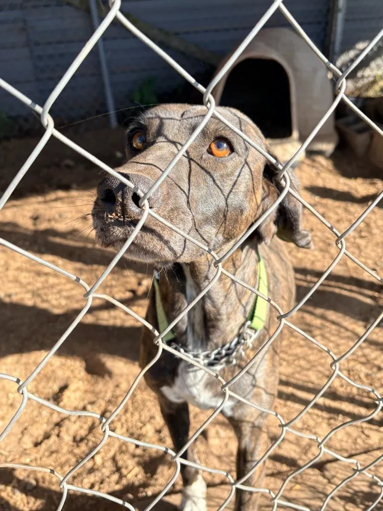 A baby large-sized female Plott Hound dog named Dixie for adoption in Crandon, WI