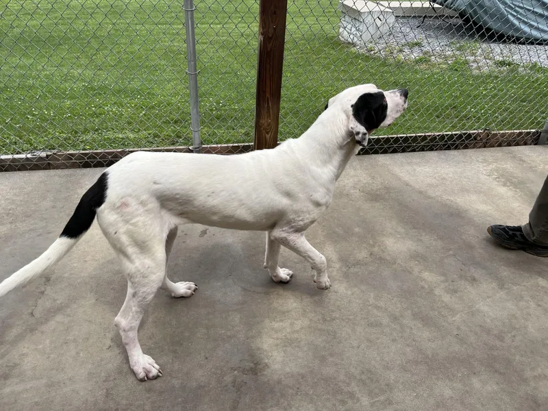A young extra large-sized female Great Dane dog named Babe for adoption in Pine Beach, NJ