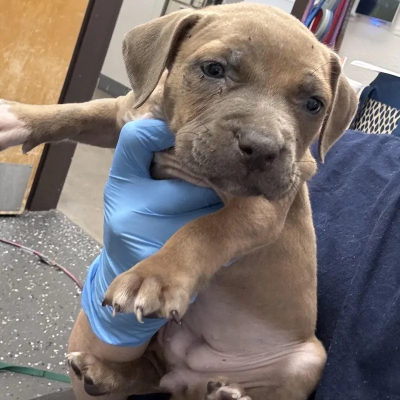 A baby small-sized female Brown / Chocolate Mixed Breed dog named Lilo for adoption in Columbiana, AL