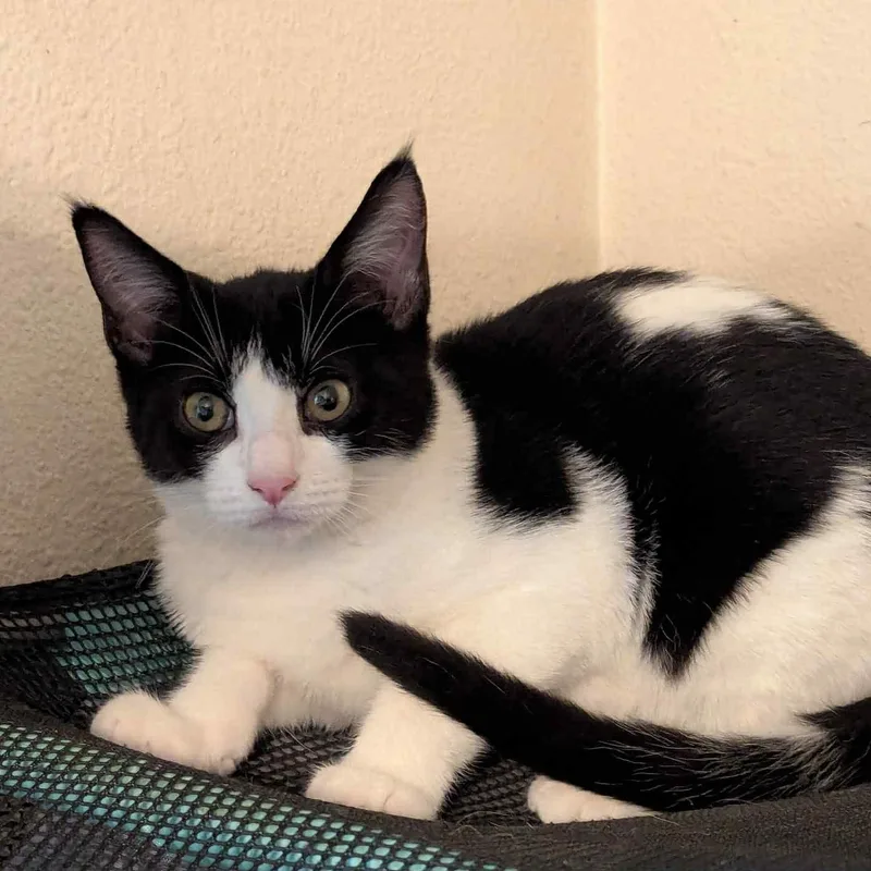 Jodi Gentle And Easy