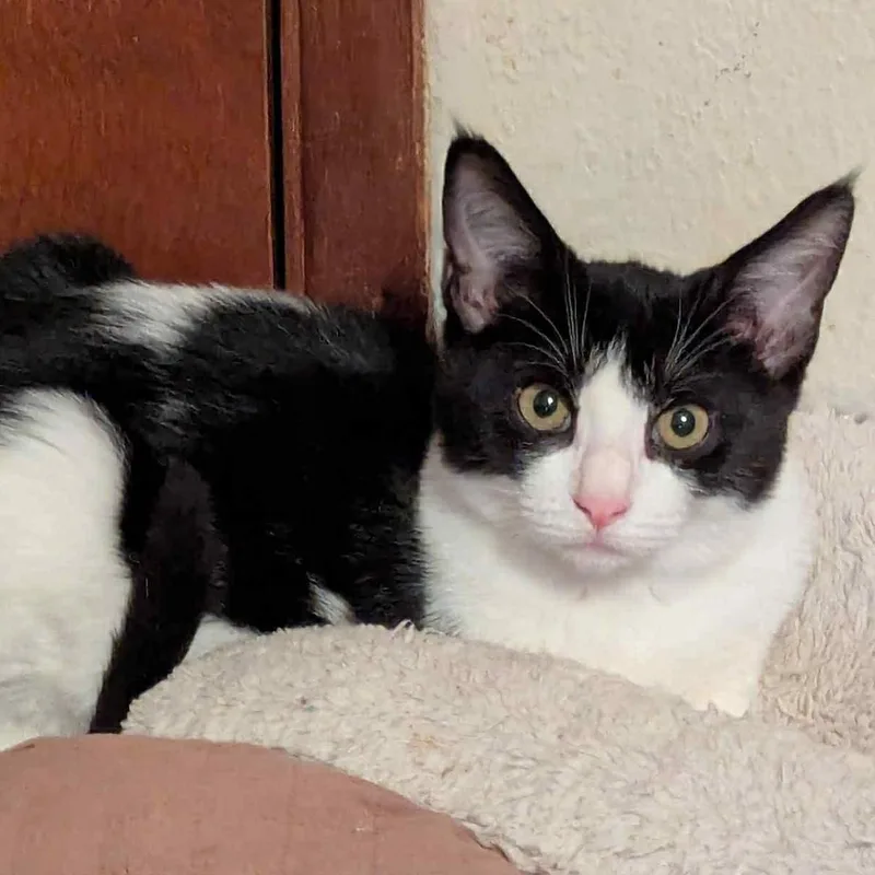 Jodi Gentle And Easy thumbnail 2