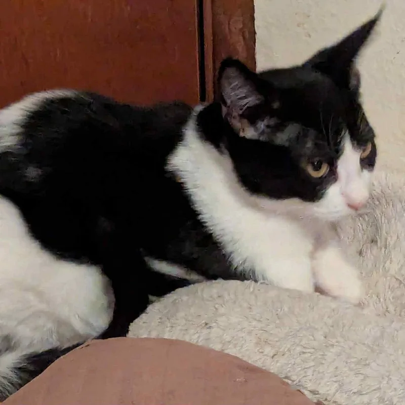 Jodi Gentle And Easy thumbnail 3