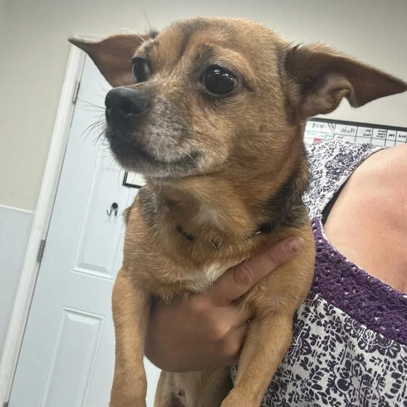 An adult small-sized female Yellow / Tan / Blond / Fawn Mixed Breed dog named Zoey for adoption in Fredericksburg, VA