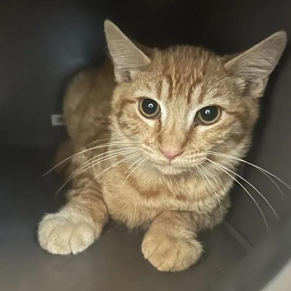 A baby medium-sized male Domestic Short Hair cat named Marcelo for adoption in Walnut Creek, CA