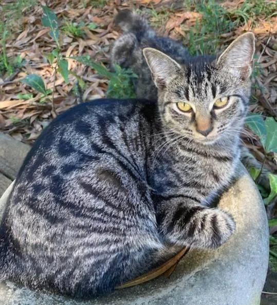 Rosegold And Citrine thumbnail 2