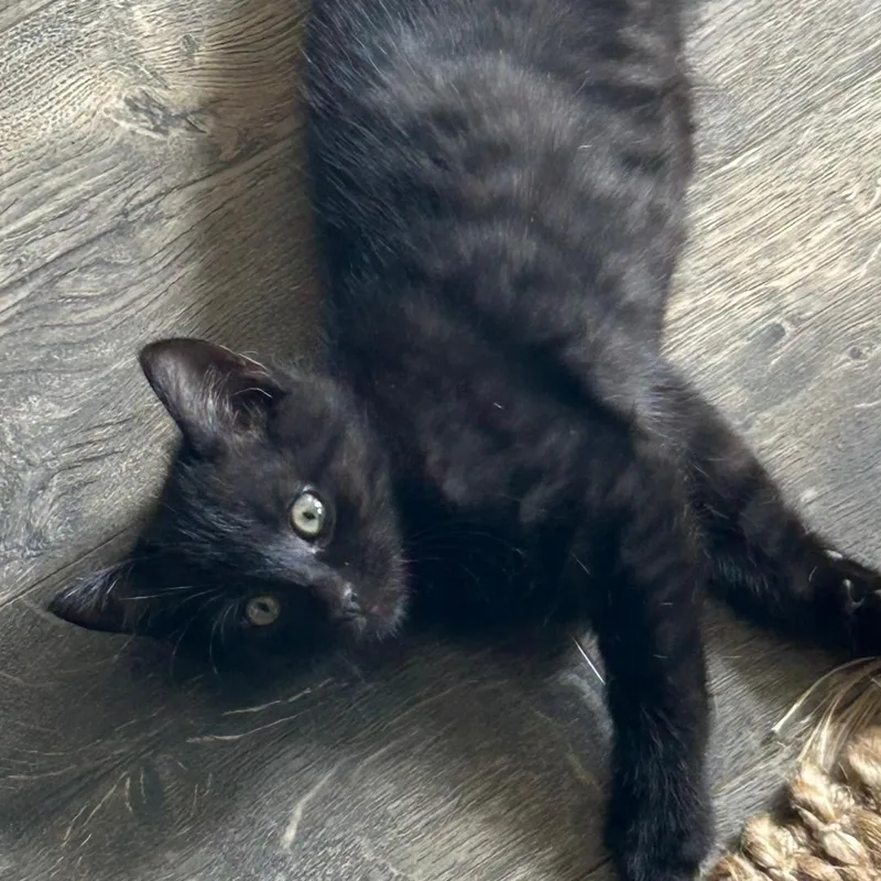 A baby medium-sized male Domestic Short Hair cat named Clipper for adoption in Gastonia, NC
