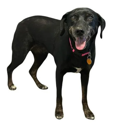 A senior medium-sized female Catahoula Leopard Dog dog named Minneau for adoption in Red Bluff, CA