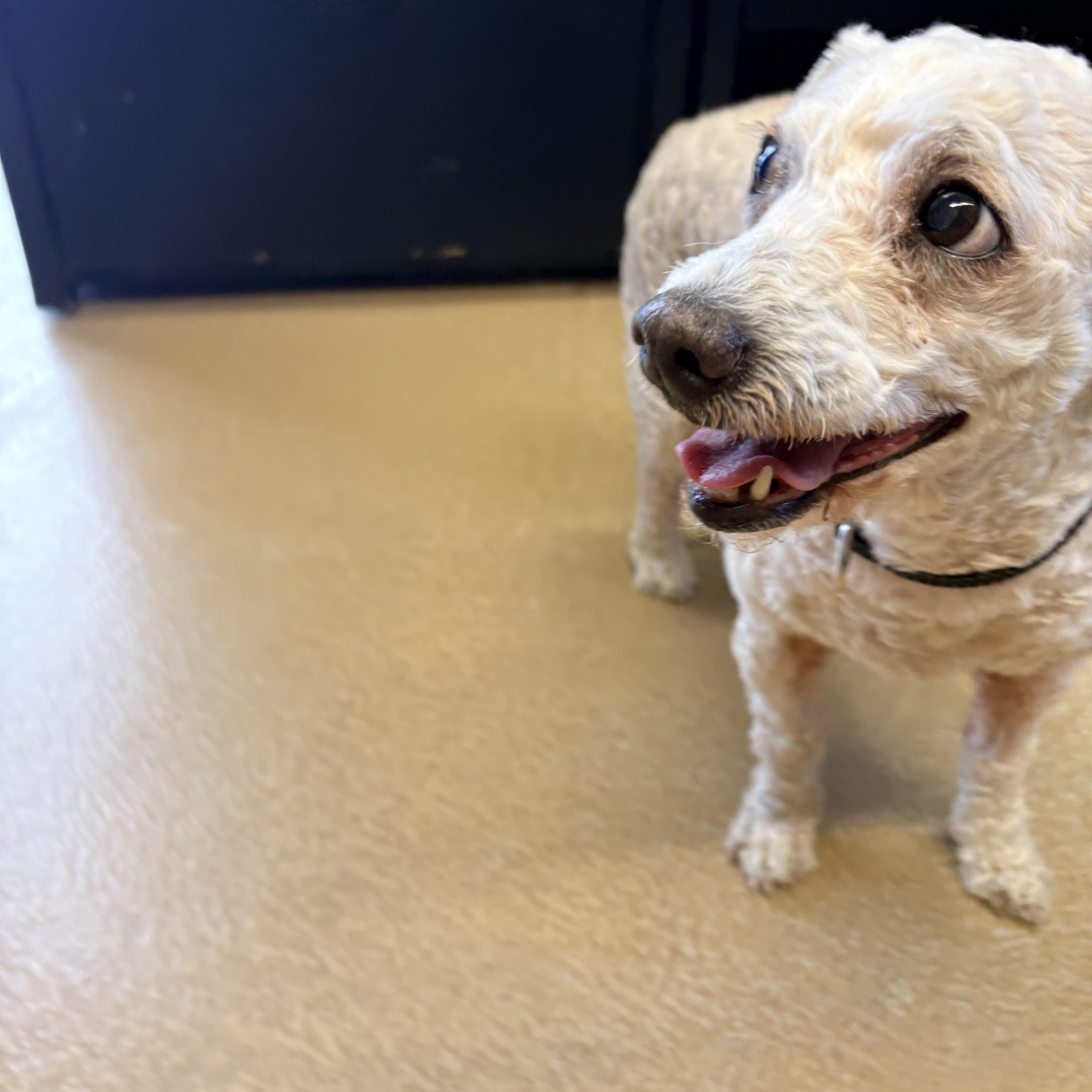 An adult small-sized female White / Cream Poodle dog named Batana for adoption in Mira Loma, CA