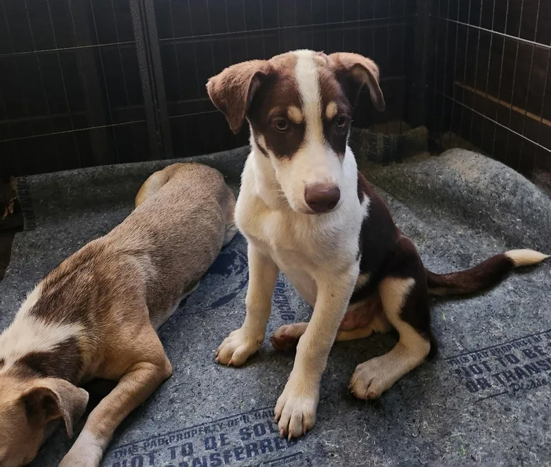 A baby medium-sized male Australian Shepherd dog named Koda for adoption in Pelzer, SC
