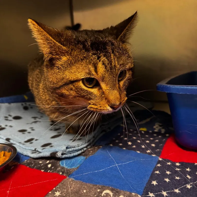 An adult large-sized male Brown / Chocolate Domestic Short Hair cat named Stu Macher for adoption in South Haven, MI