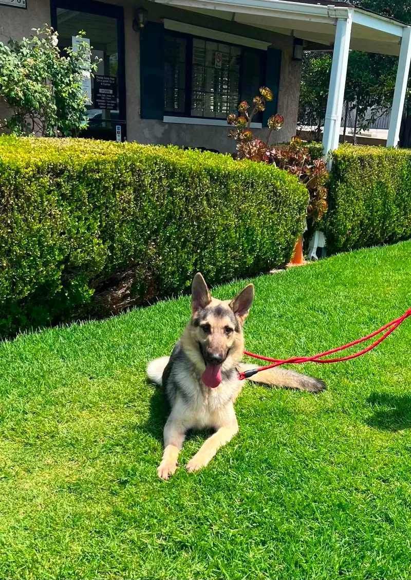 A young large-sized male German Shepherd Dog dog named Mack for adoption in Jefferson City, MO