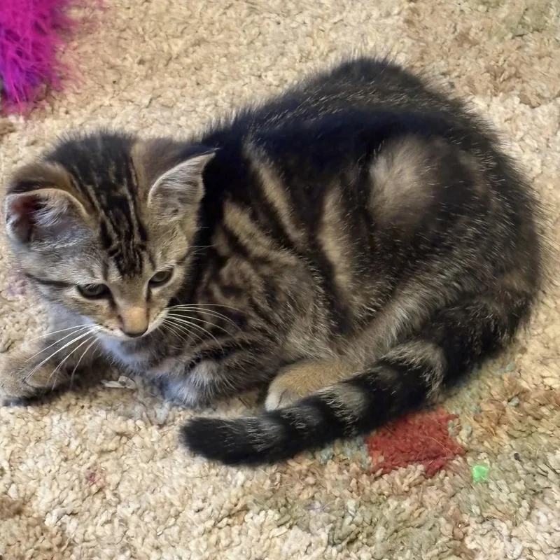 A baby medium-sized female Domestic Short Hair cat named Teddy for adoption in White Bluff, TN