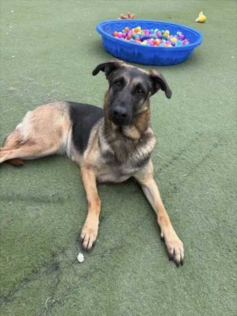 An adult large-sized female German Shepherd Dog dog named Lassie for adoption in Los Angeles, CA