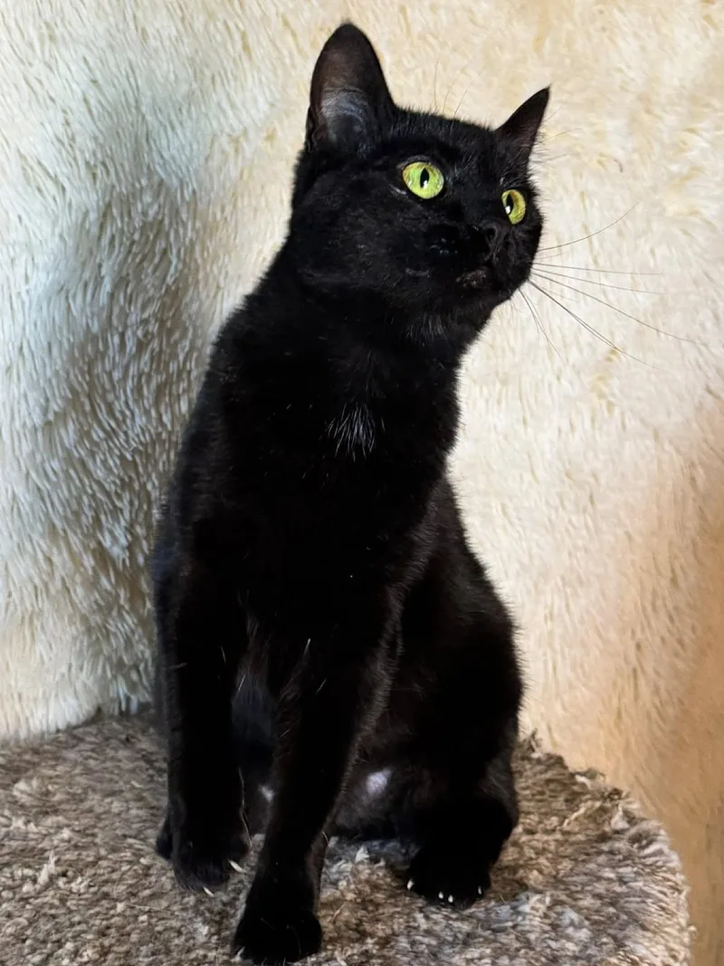 A young medium-sized female Black Domestic Short Hair cat named Avenue for adoption in Sioux Falls, SD