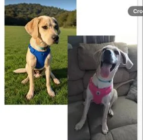 A baby large-sized male Great Dane dog named Pup Rufus for adoption in Washington, DC