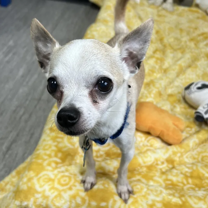 A senior medium-sized male Chihuahua dog named Louie for adoption in State College, PA