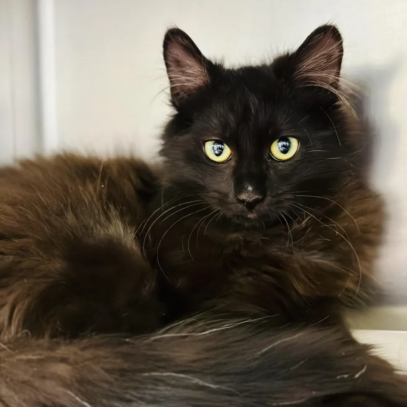 A young medium-sized male Black Domestic Long Hair cat named River for adoption in Manahawkin, NJ
