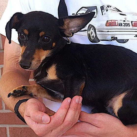 An adult small-sized male Black Dachshund dog named Angus for adoption in Carrollton, TX