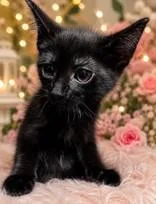 A baby medium-sized female Black Domestic Short Hair cat named Margot for adoption in Portsmouth, OH