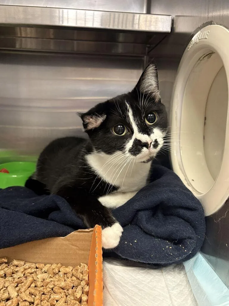 An adult medium-sized female Black Domestic Short Hair cat named Cauliflower for adoption in Cincinnati, OH