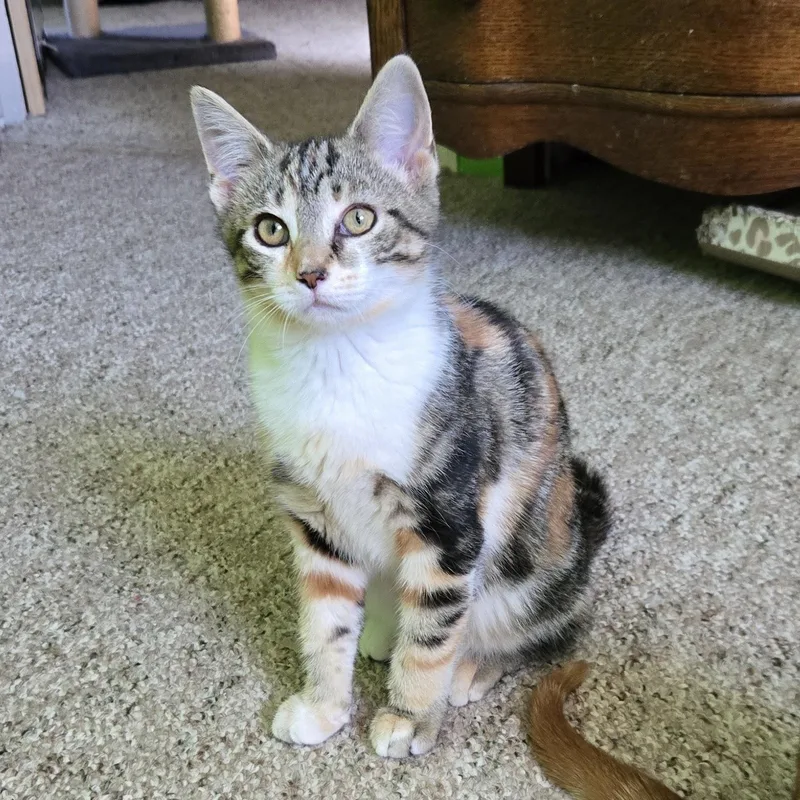 A baby medium-sized female Calico cat named Ash for adoption in Swartz Creek, MI