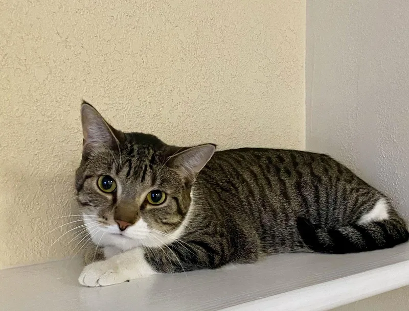 Piperoni thumbnail 2