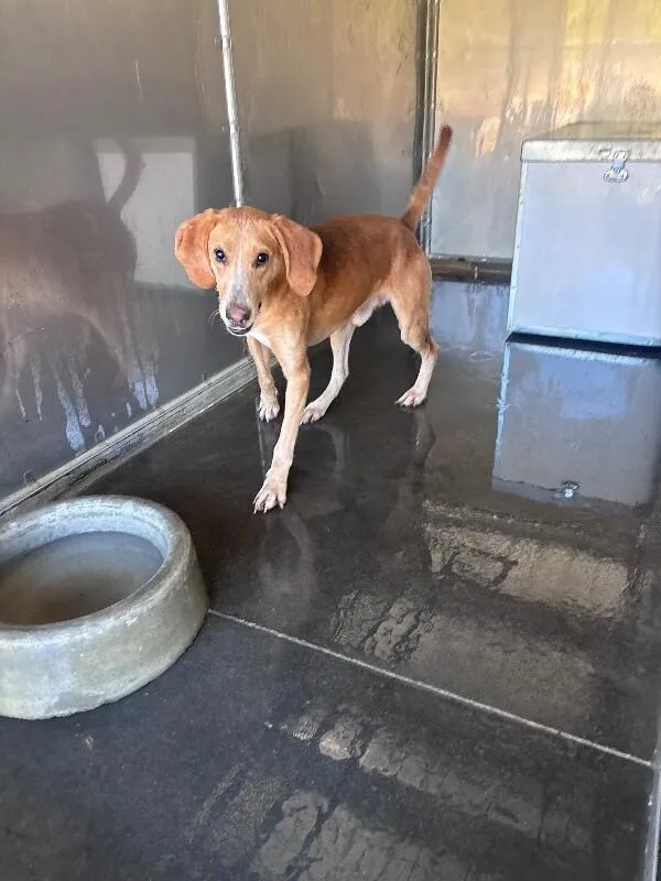 Stingray thumbnail 2