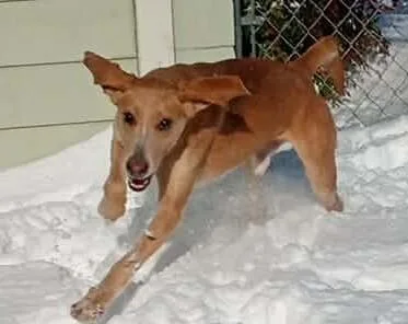 Stingray thumbnail 3