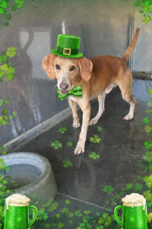 Stingray thumbnail 5