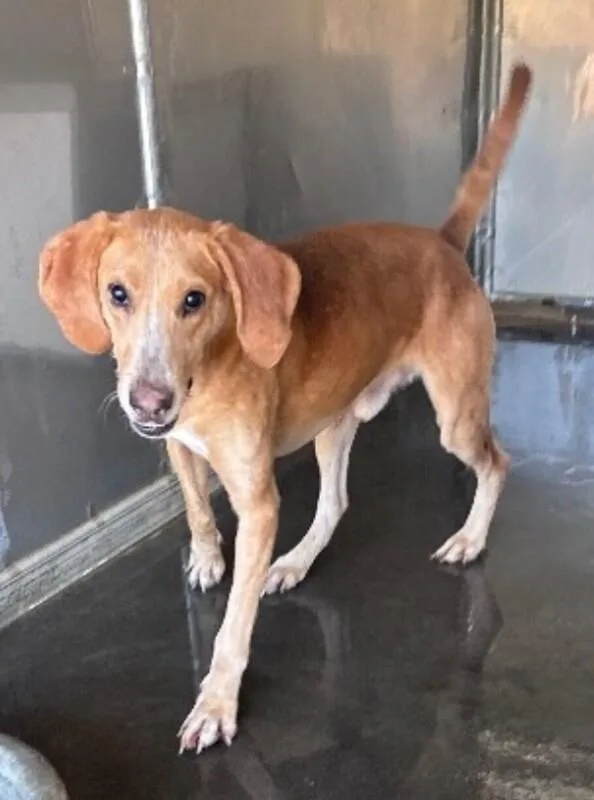 Stingray thumbnail 6