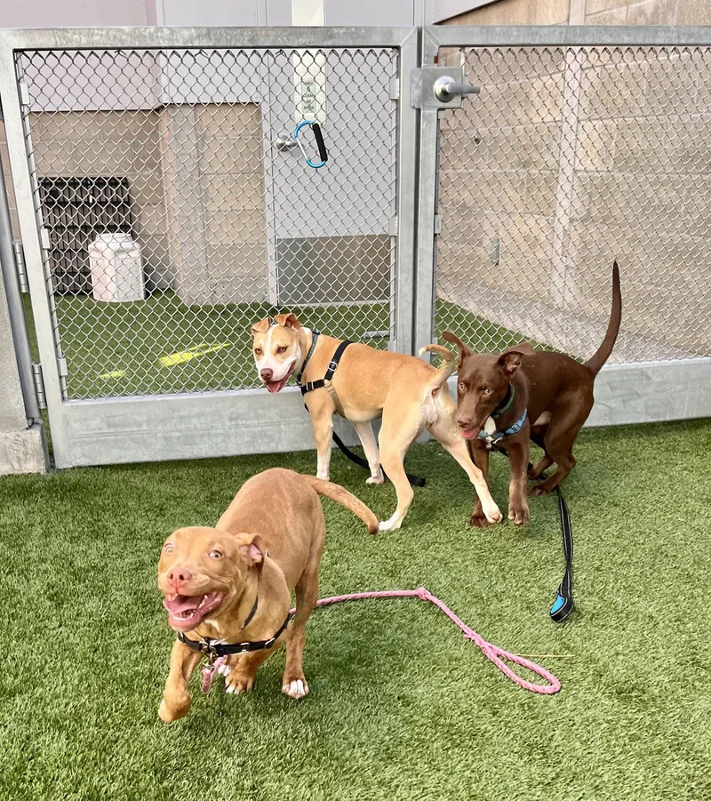 A young large-sized male Shepherd dog named Steph for adoption in Burlingame, CA